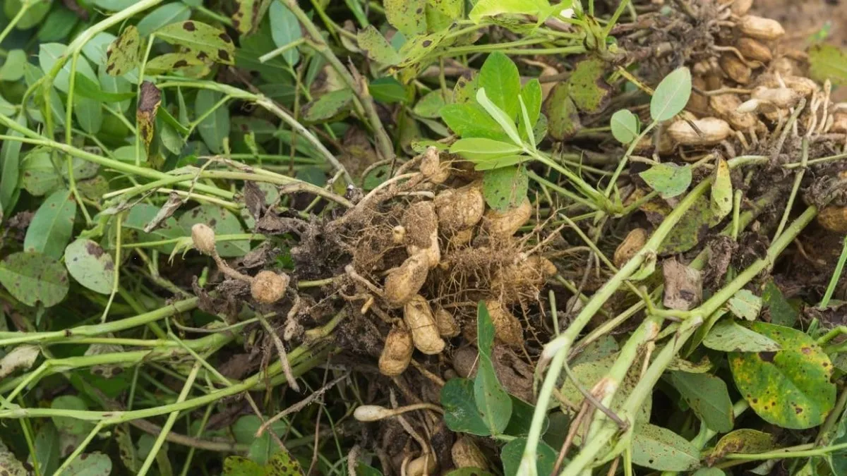 ¿Cómo sembrar maní o cacahuate en casa? Aplica estos sencillos pasos