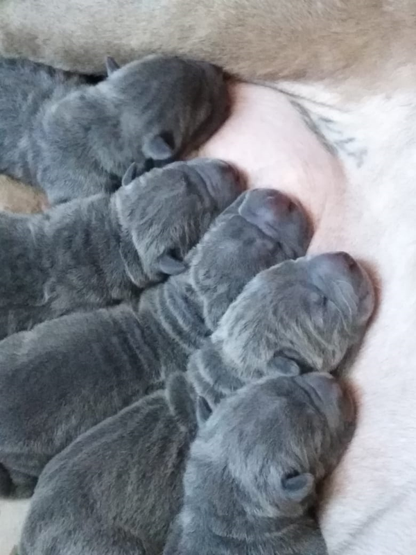 6 часов от роду1