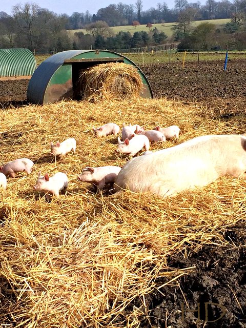 piglets.jpg