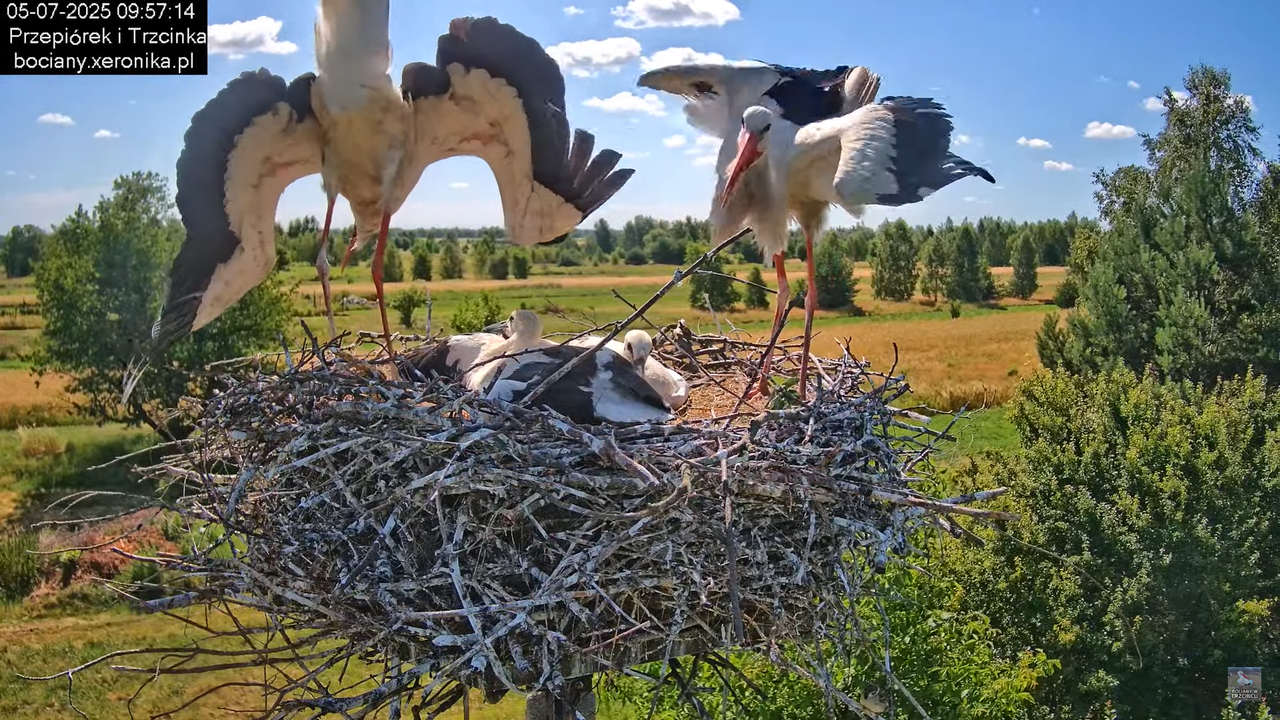 05072025bociany31