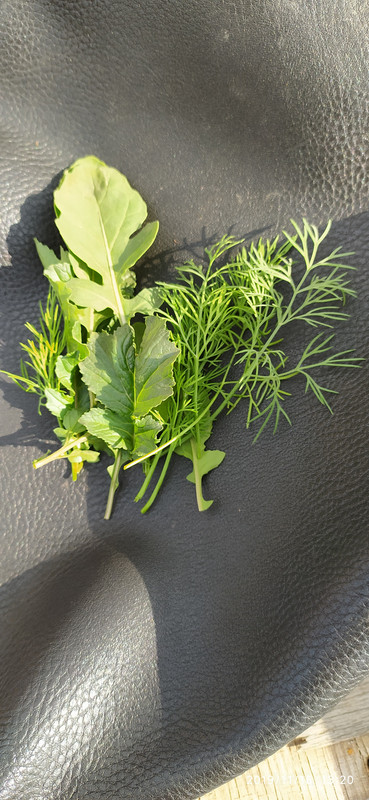 IMG_٢٠١٩١١١٦_١٣٢٠٤٨