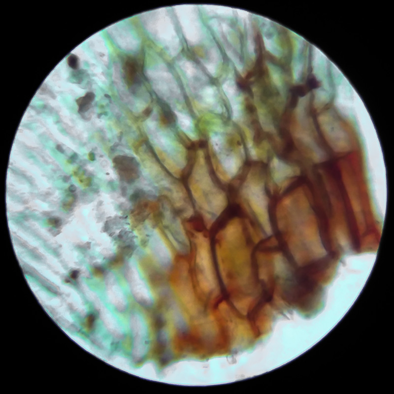 IMG 20250617 105036 HDR