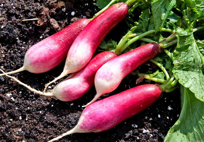 How to Grow Radishes in Pots Simple Growing Tips