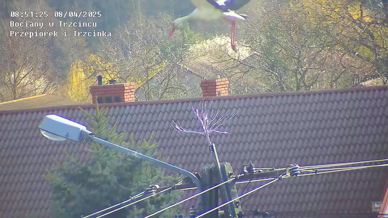 08042025bociannalatarni_14