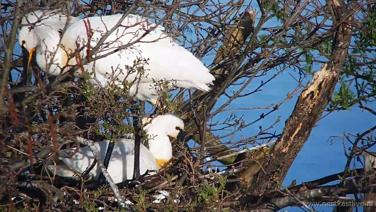 snapshot 2026 04 06T091341 245