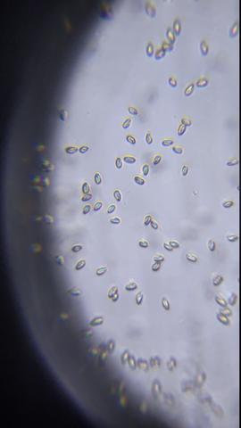 P 20260601 173453