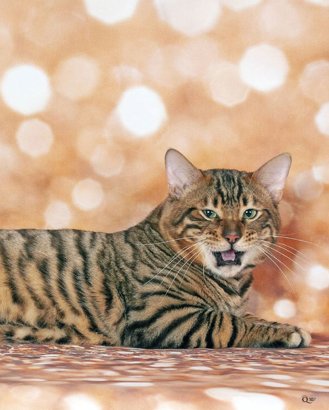 QuattroZampe Feb 2023 (2)