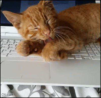 Funny-Cat-GIF-Ginger-cat-helping-Mom-with-her-work-chilling-and-yawning-on-laptop-keyboard.gif