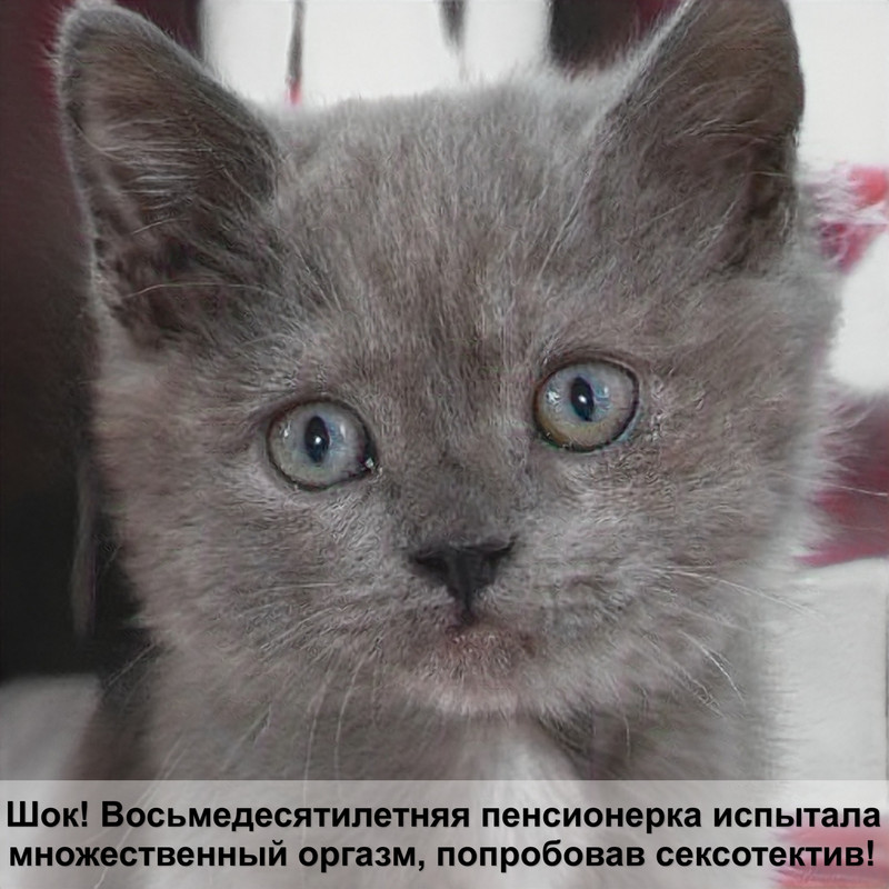 самые красивые котики