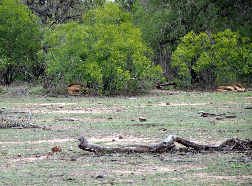 Такая близкая Африка. (ЮАР. 22 дня и 4200 км. Ноябрь-Декабрь) Такая близкая Африка. (ЮАР. 22 дня и 4200 км. Ноябрь-Декабрь)