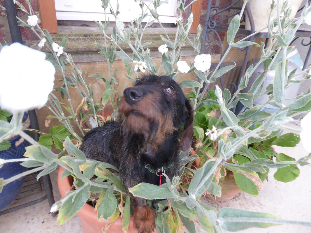 [Image: P1030336.jpg]