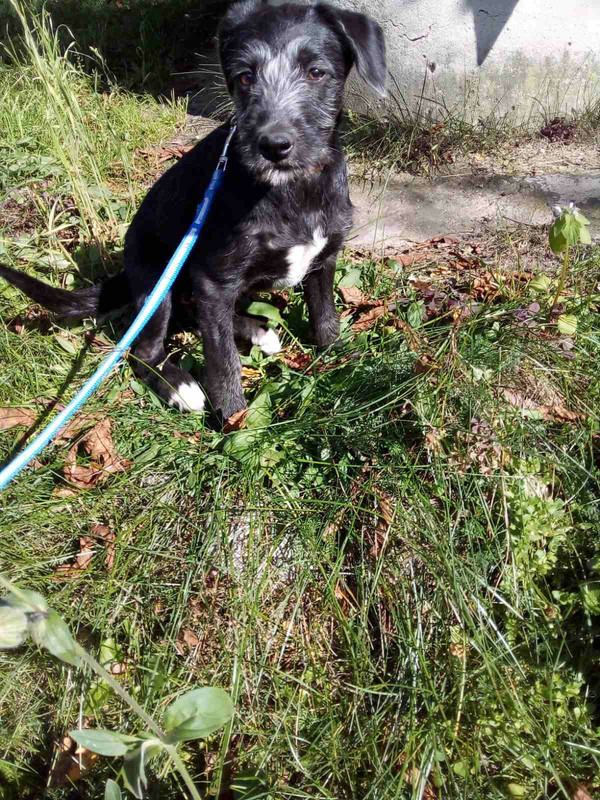 Barba real black Svisloch sits