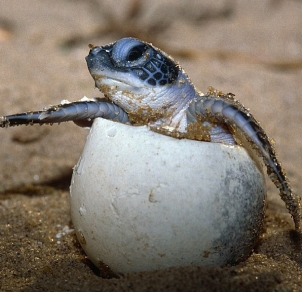 turtle-egg