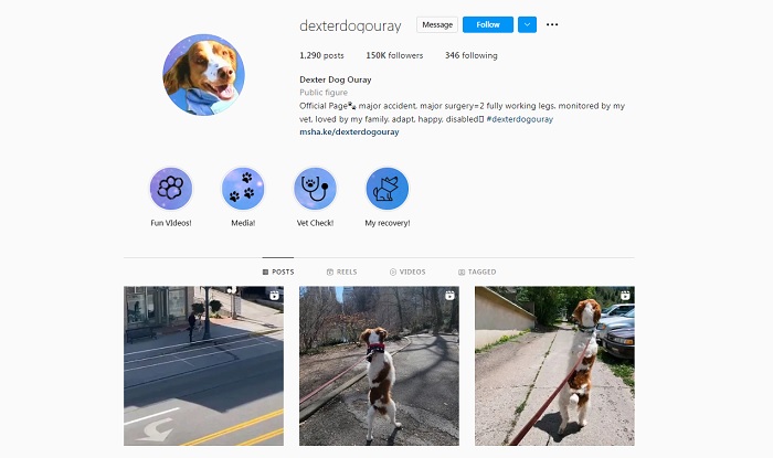 Dexter, anjing yang mampu berjalan dengan dua kaki layaknya manusia menjadi fenomena di media sosial, dengan ratusan ribu penggemar di Instagram dan TikTok.