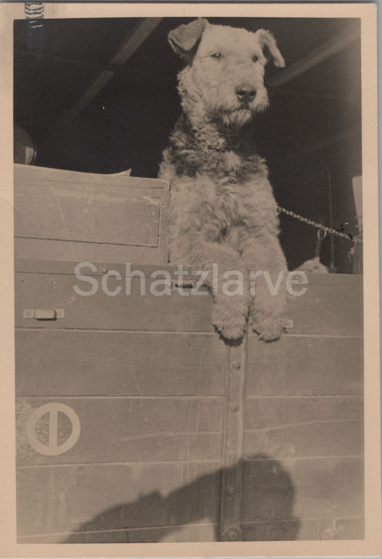 Foto wachsamer Kompaniehund in Constanza Rumänien 1941