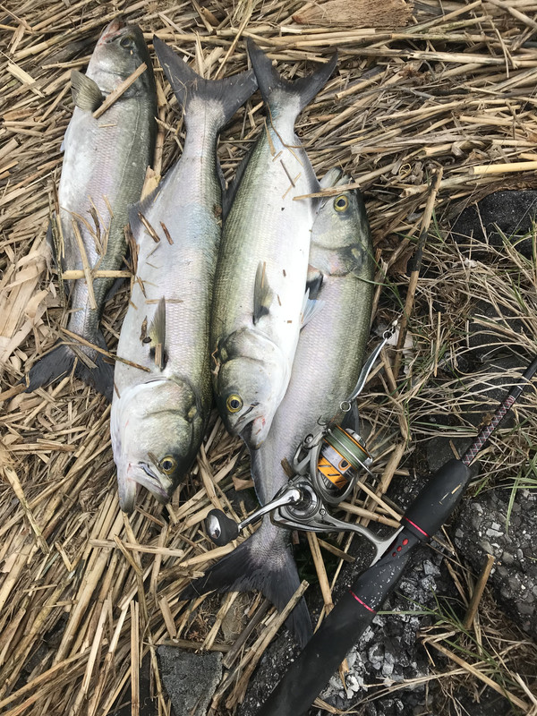 Circle Hooks & Striped Bass