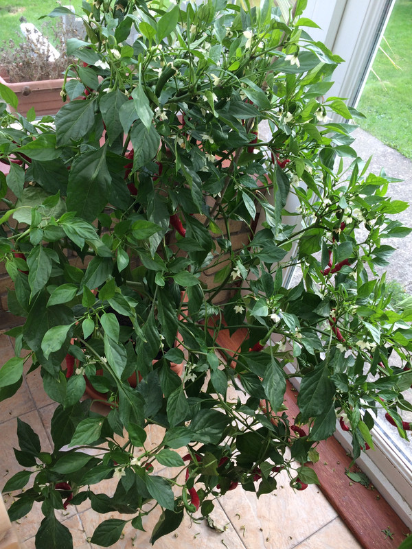 A3D4DEB8-910B-41FE-9959-69EF26D52012