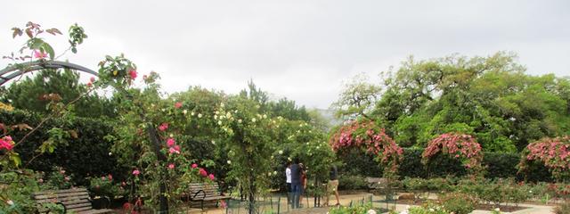 [Image: rose-trellis.jpg]
