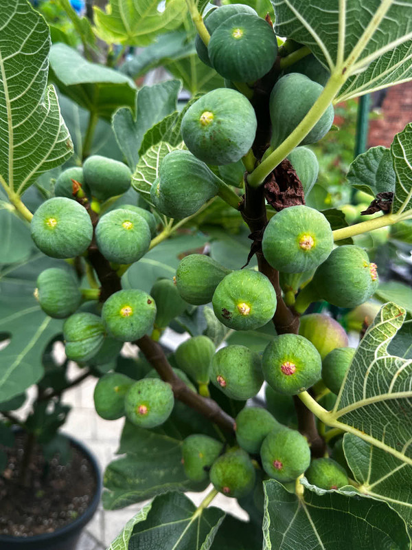 figs-732.jpg