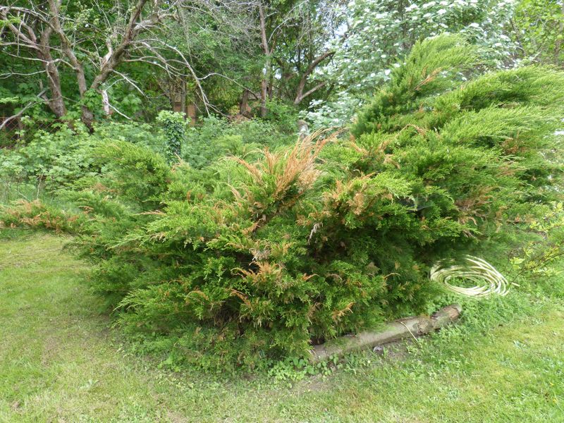 2014-05-04 Wacholder1