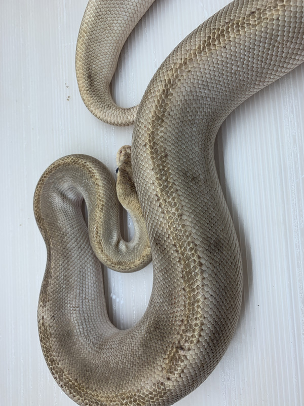 B76C288F-3E67-4680-AE96-44A433FC209F