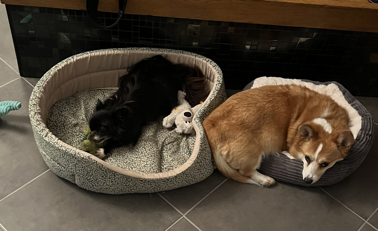 [Image: 9-E5-E3-D11-D06-C-49-B4-B73-B-BEFFEBCC4-AA8.jpg]