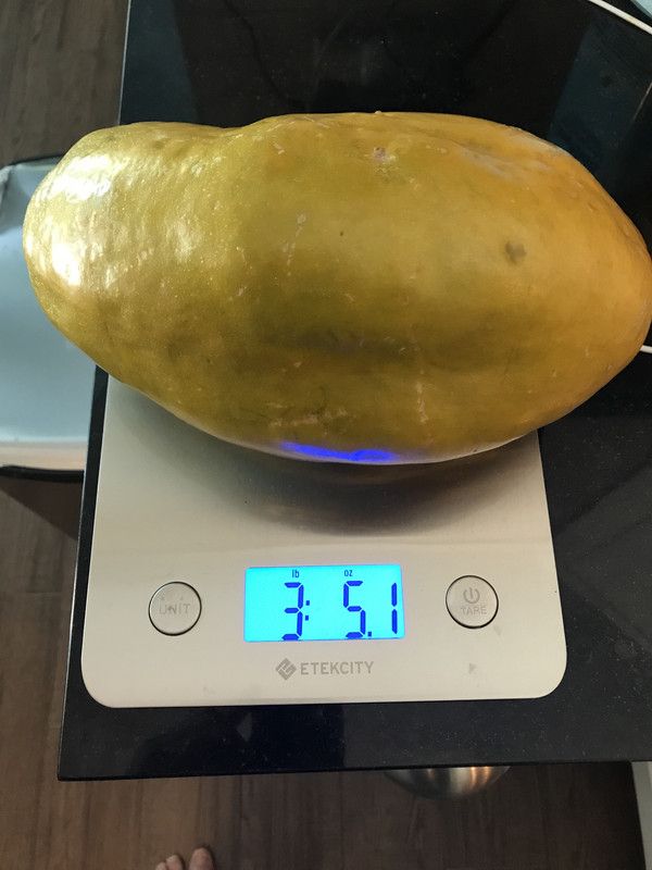 GiantGrenadilla62019b