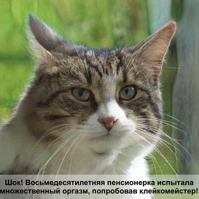 абиссинская кошка черепаховый окрас