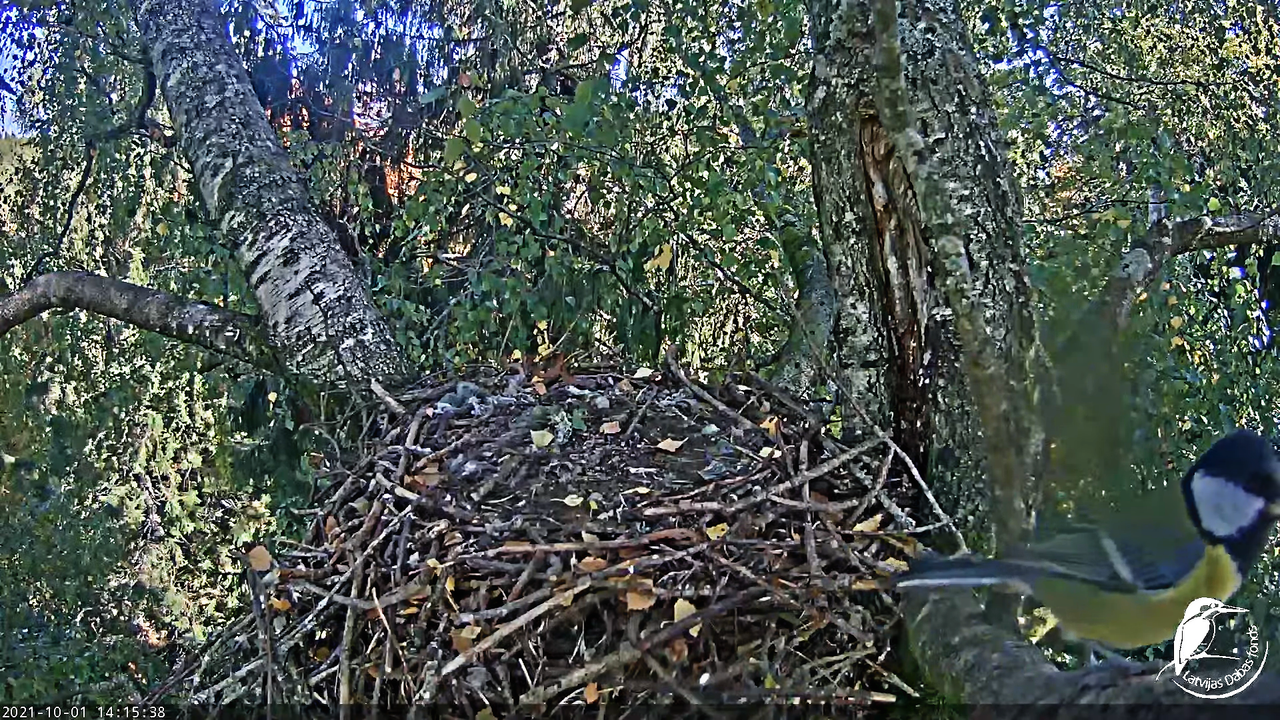 Melnās klijas (Milvus migrans) Kurzemē - LDF tiešraide __ Black kites in Kurzeme, Latvia 10-20-56 sc