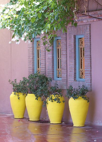 yellow-pot-plants-new.jpg