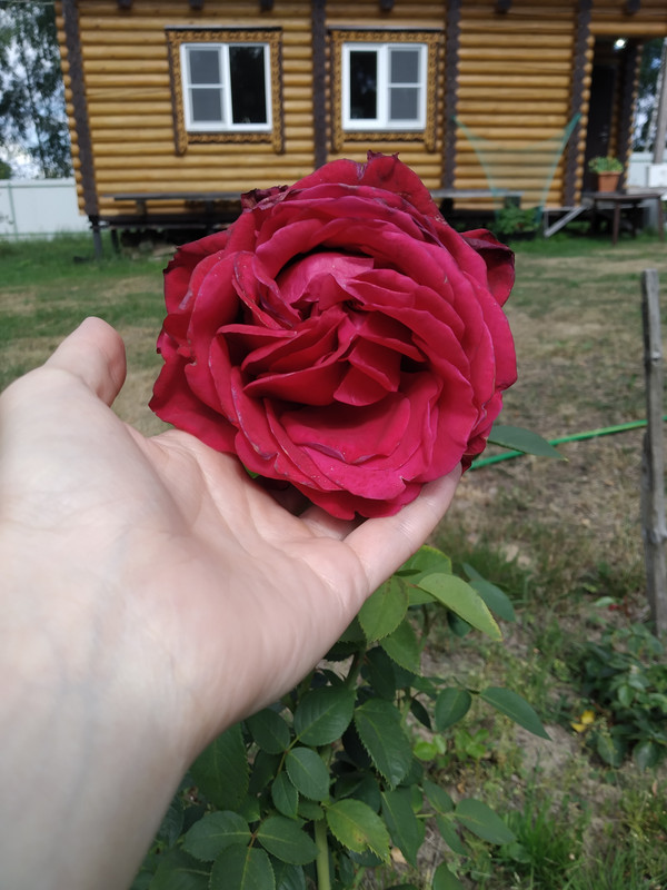 IMG_20220731_134604