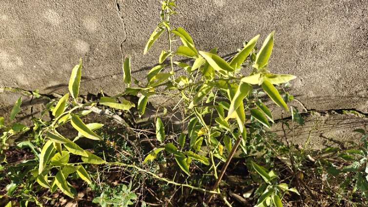 IMG20251117124302