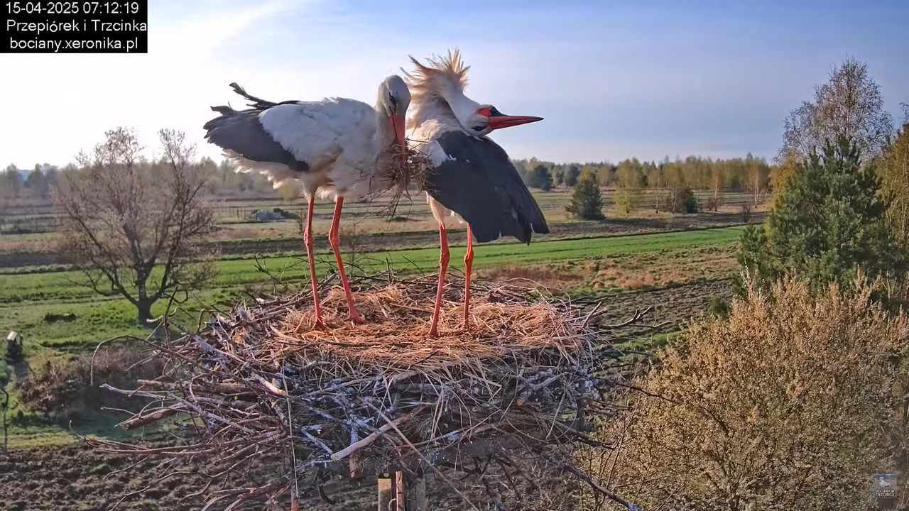 15042025bociany5