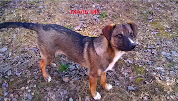 щенок МариН