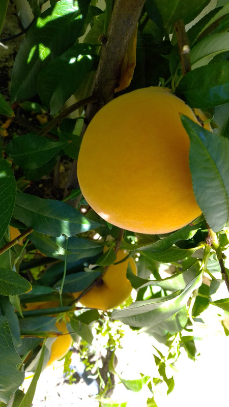 IMG_20220705_135830 (1)