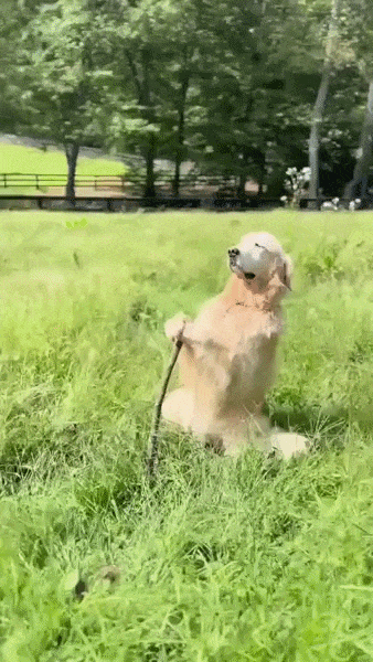 doggo-2.gif