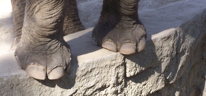 Pied éléphant