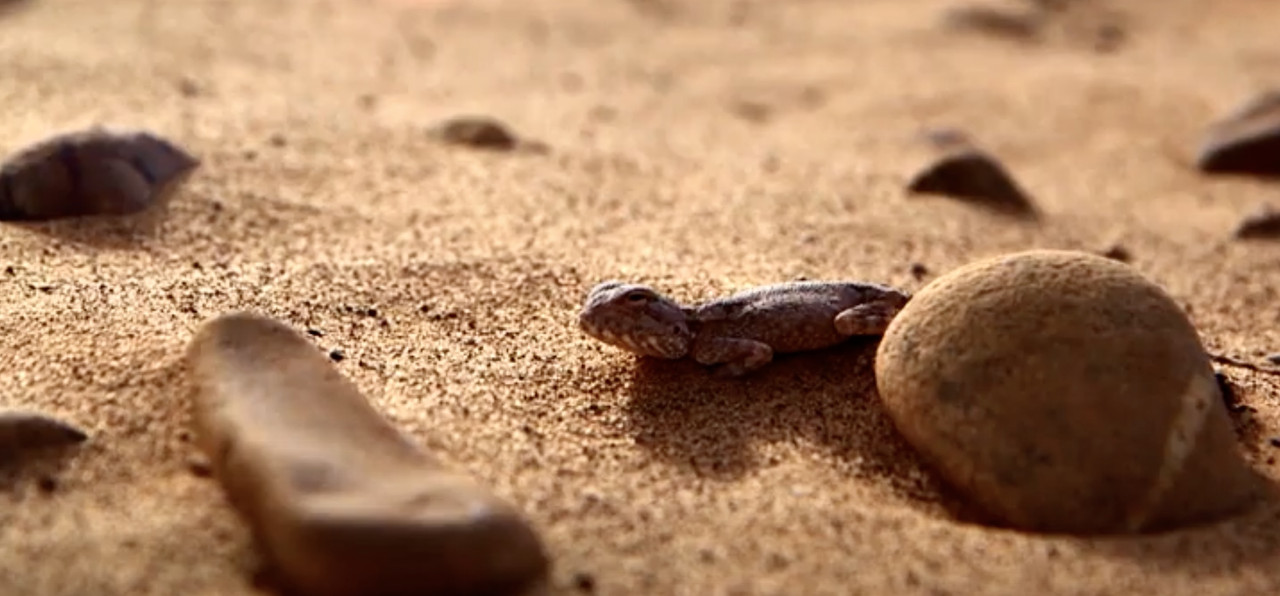 El Valle del Drâa, la gran arteria del sur de Marruecos - Blogs de Marruecos - Introducción (14)