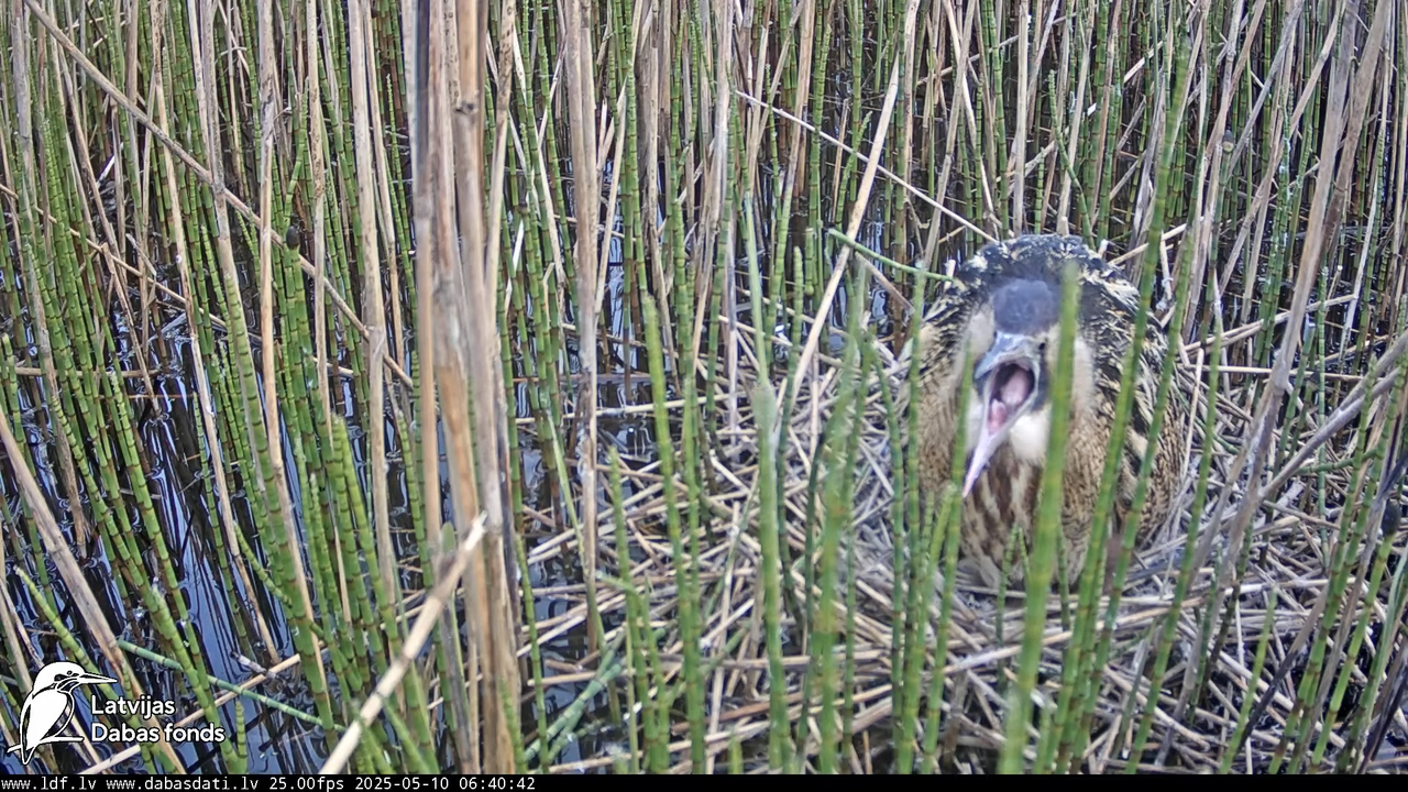 LDF Lielais dumpis (Botaurus stellaris) Zemītes pagastā 14-2-7 screenshot