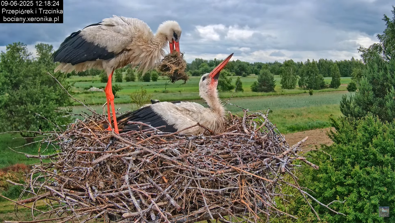 09062025bociany33