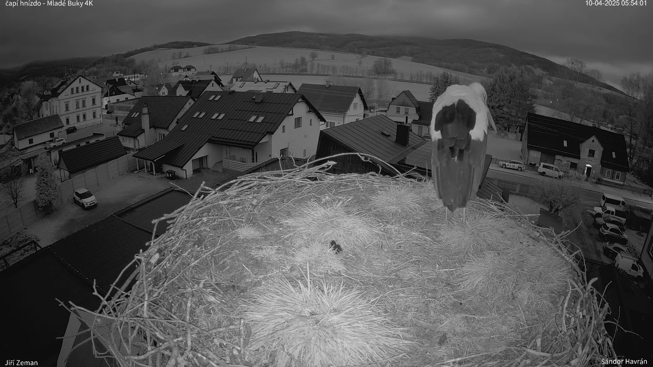 Tiešraides kamera — Mladé Buky — stārķa ligzda 4K 10-7-57 screenshot (1)