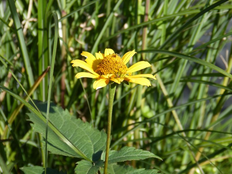 2014-11-01 Novemberblüten 24