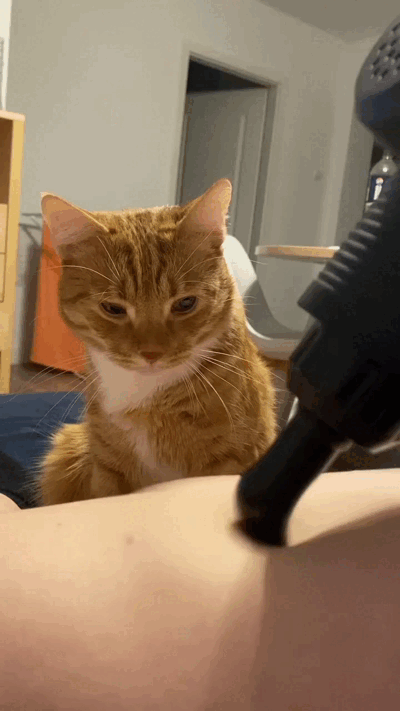 Cats-07.gif