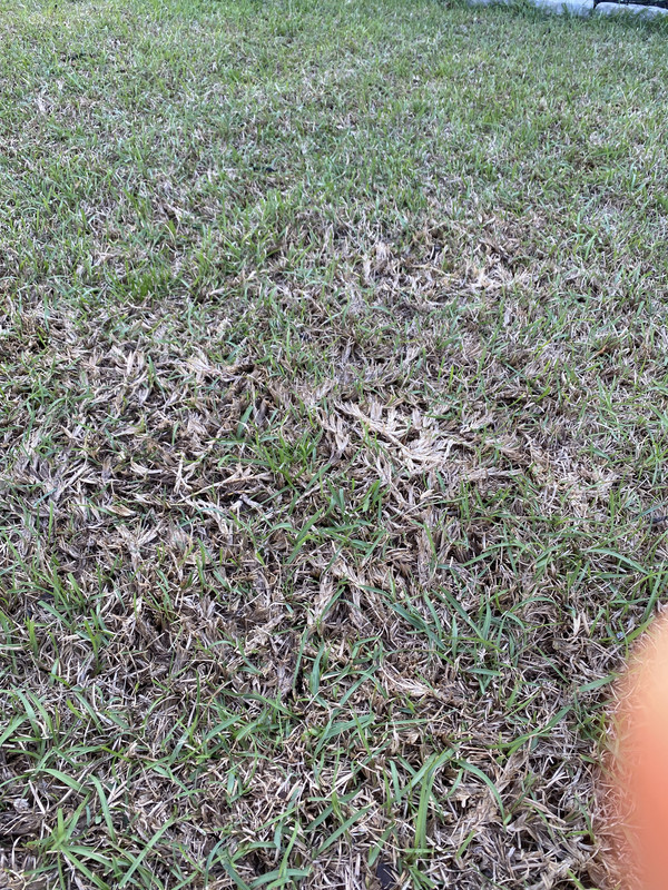 Dead or Dormant What to do? Lawn Care Forum