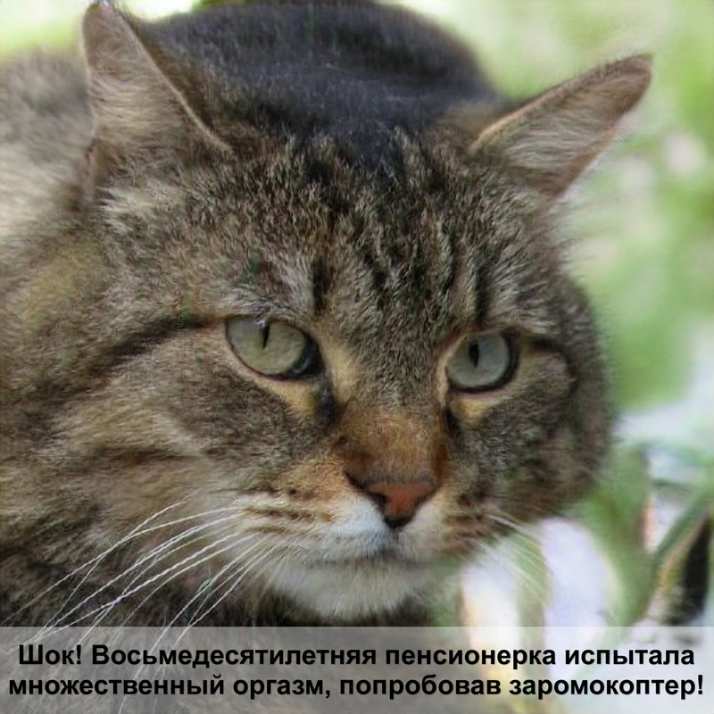 полосатый окрас кошек название