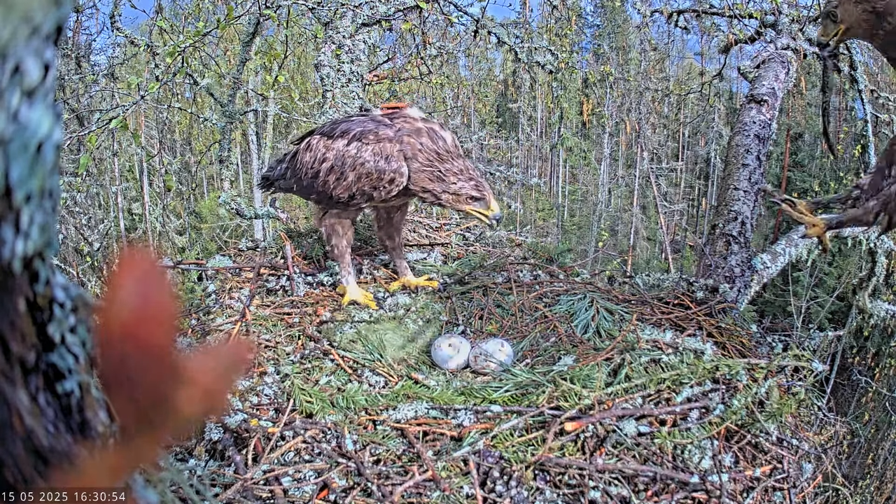Väike-konnakotkas __ Clanga pomarina __ Lesser Spotted Eagle 15-9-13 screenshot