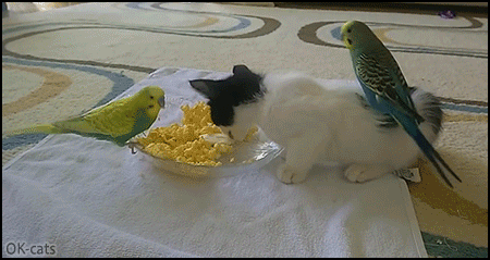Funny-kitten-GIF-Cute-kitten-sharing-its-dinner-with-2-funny-and-crazy-budgerigars-Amazing-pets.gif