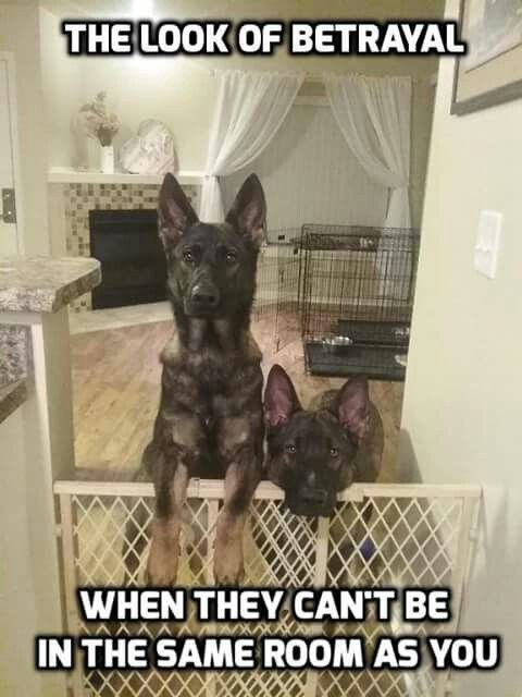 Dog Humor #2