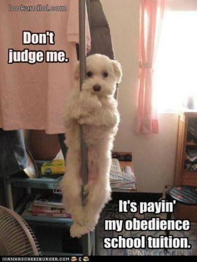 Dog Humor #3