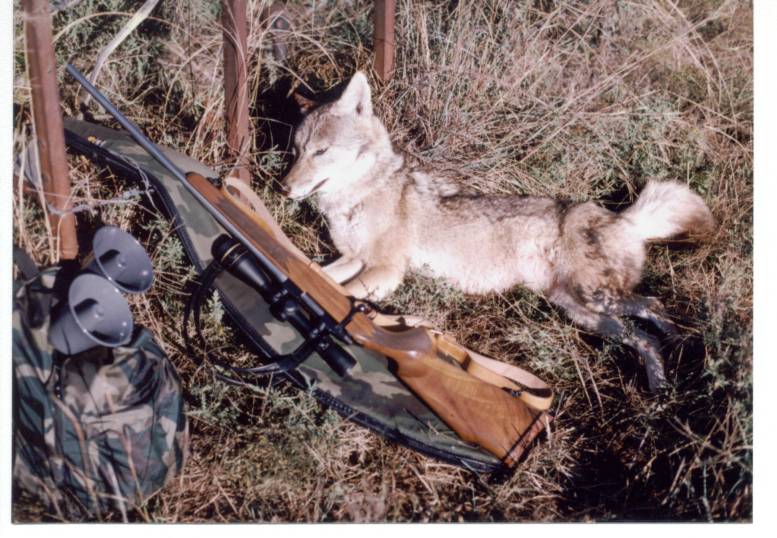 17-PPCcoyote.jpg